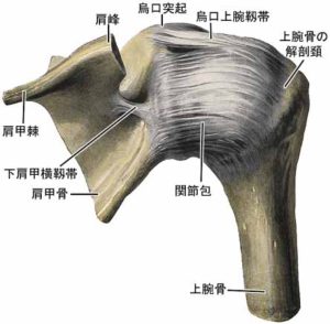 肩の靭帯関節包解剖後面