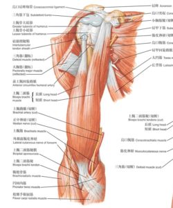 肩の筋肉解剖