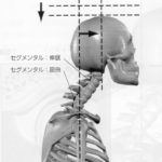 頭部前方移動は下部頸椎過屈曲上部頸椎過伸展