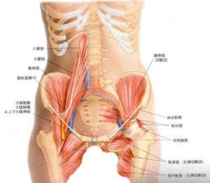 腸腰筋解剖図