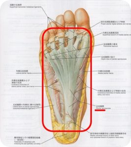 足底腱膜解剖図