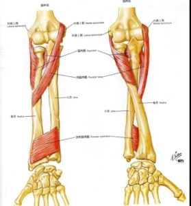 肘の回内回外解剖図