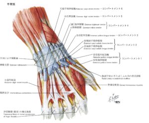 腱鞘解剖図