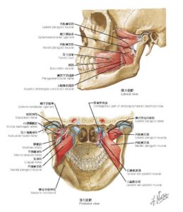 顎関節の筋肉解剖図