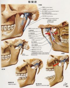 顎関節解剖図