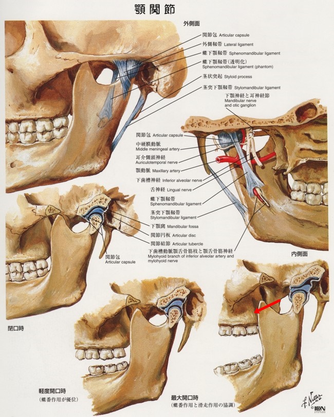 顎関節の動き