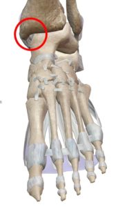足関節解剖図