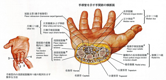 手根管解剖図