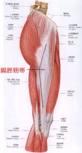 腸脛靭帯解剖図