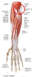 前腕屈筋群解剖図